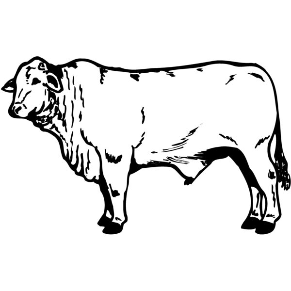 COW022 Thumbnail